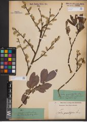 Foto von Salix appendiculata Vill.